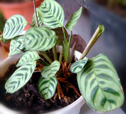 ctenanthe amabilis leafage