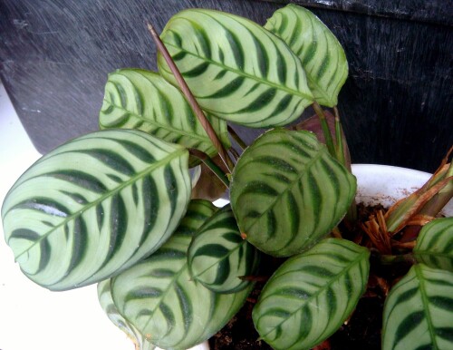 ctenanthe amabilis leaves