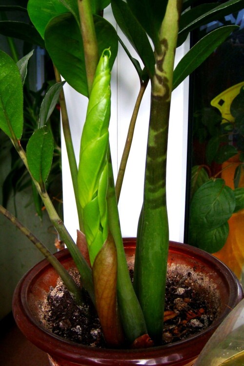 zamioculcas 2012 sapling