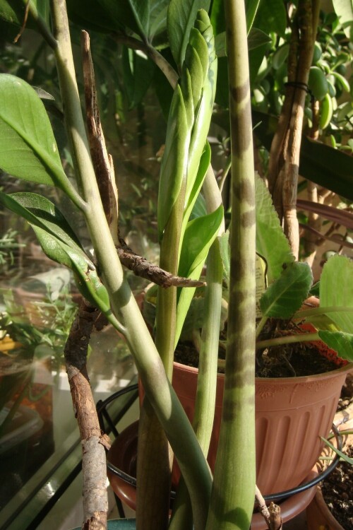 zamioculcas 2013 08 08