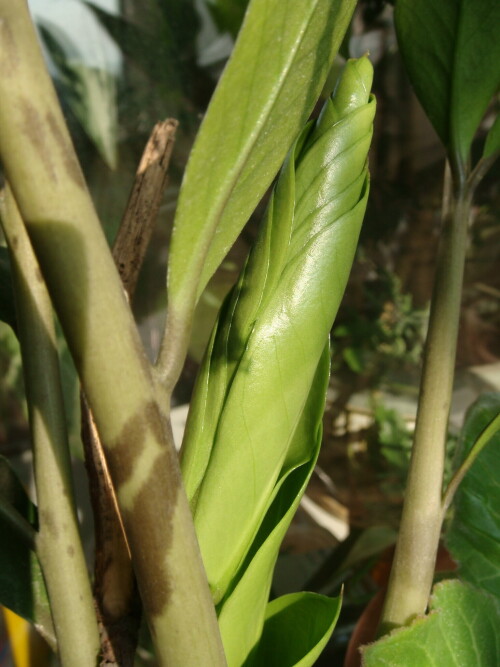 zamioculcas 2013 08 sprig