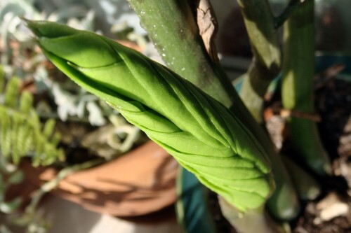 zamioculcas 2014 08 05 sprig