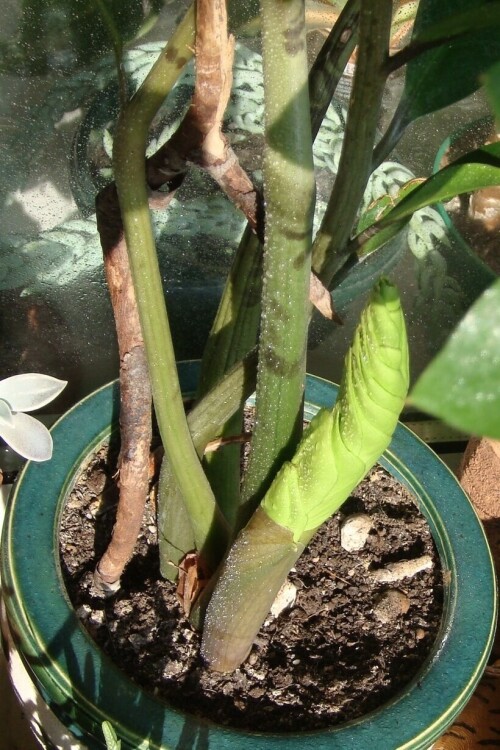 zamioculcas 2014 08 05