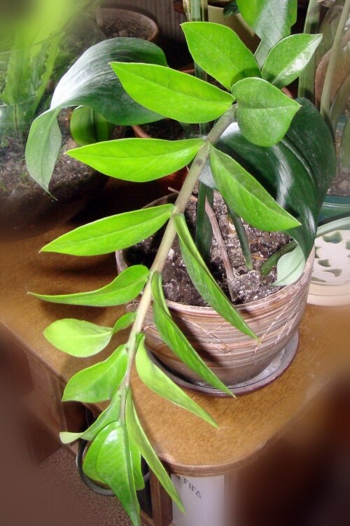 zamioculcas 2014 09 26 leaves