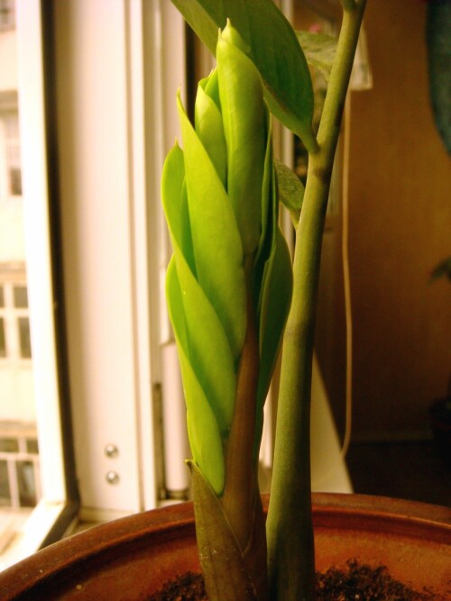 zamioculcas shoot