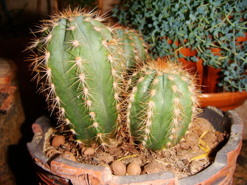 pilosocereus 2012 11