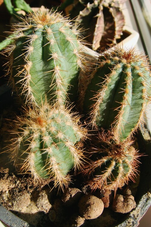 pilosocereus 2012 fam