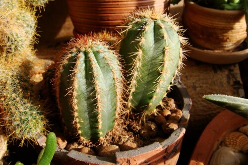 pilosocereus 2013 04