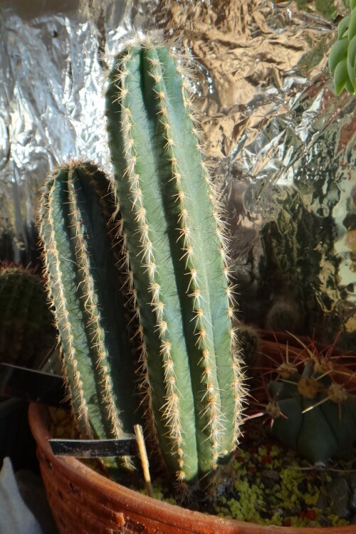 pilosocereus 2017 04 01