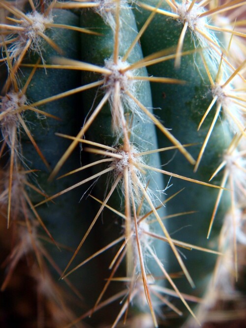 pilosocereus halo