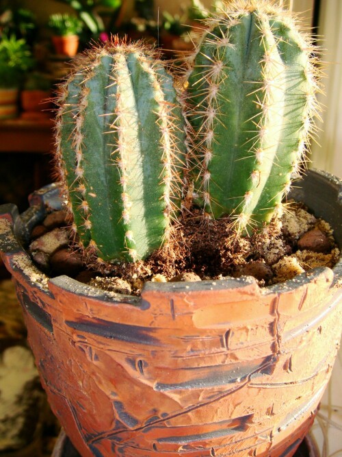 pilosocereus replanting 2012 08 22