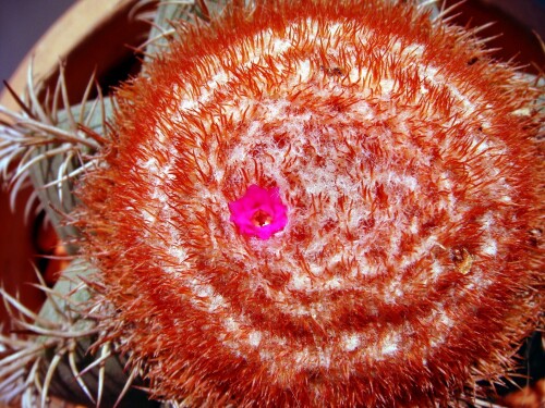 melocactus 2015 06 15 flower