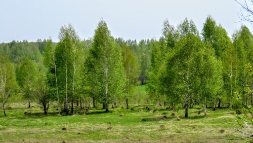bc18c9b3c10e788b5de9c52598aa9746.jpg