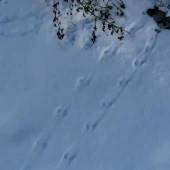 8e856a08aa35699eaf27a8f6c4153468