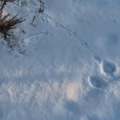 9830f9696ea06d46dcecd40c3ffe93c4