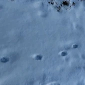 c9a10b91524ba754860371d17b92f611