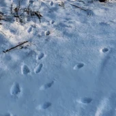 d9ff212f9597f4737cd8061204647447