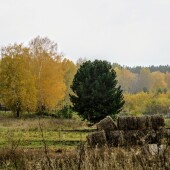 cf76517afa6744d01dcc6d429fe4fd29