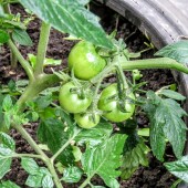 121e007f30258c9cb6fb9e1dc1bfff7d