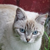 412f6196fff942f7ae51dcc954b9a326