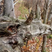 0167dc655d0e41c57d34393e47b30119