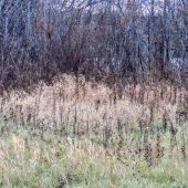 1147bb2a10db996894a467eefb11dc72