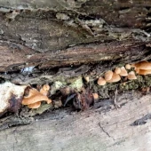 1bc0dff52f4326d1e5d82dcb1bc2dd28