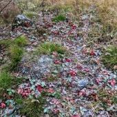 23e82db9587b6d050dfacd0ee9b1ecec