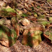 26d2ddb53898ad961a0f0f719600bf5d