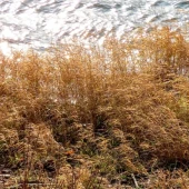 41580b95909cb986192de9792393c591