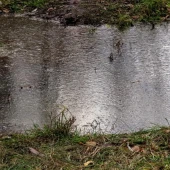 655456e70965624741e0c539ab042f1a