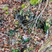 83a6a4bddb8736474a777c69cd02a403