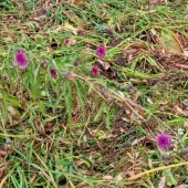 c08a6e2dca1d01366b9f01ecedfbaf8d