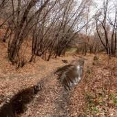 cf517c7f8a34b192c5f5f0261f0ca1ab