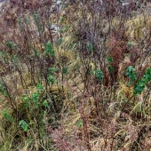 d395839bdd475a2937df30065837b4e5