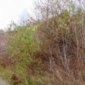 d5a57922defa343dbf69960d7e0a1ebb