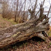 e3ed560b1c8558f9ed5d0c2ac6baa687