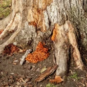 0a09cb341d2f8650ee44367c7e49bd60