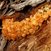 0c77cfe27517ce0900019e0a4edfd1a3