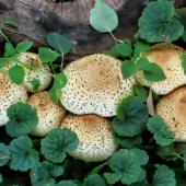 17988a92e9829a4f1fafd0a4c5981fa3