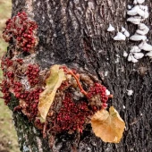 1fd187c8e1c592a8828473e5c60991ae