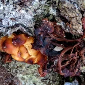 293a64f407bea6e8bc30c33ec5c0bb6b