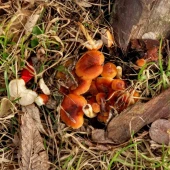 3818c897706b77bac5503ef083d56f4b