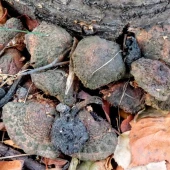 501d906303ed7a6ba9e1aa9a0dc36ae2