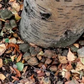 661e42bfab4beddbb6a3285048f3e101