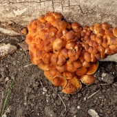 96816fc9aade39b2919df6e586e8eb0a