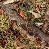 be528bcee9fe7a6e109fdab4de902f1b