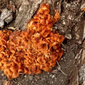 d02c437ad7dc05740422aea15b2445a7