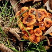 daeede0b2f93eaf7d423a8a659537a16