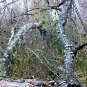 0085b0f60bd47923312473fd4319e75a